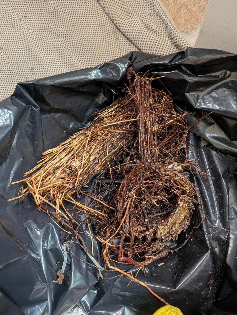 Root clog removed from drain