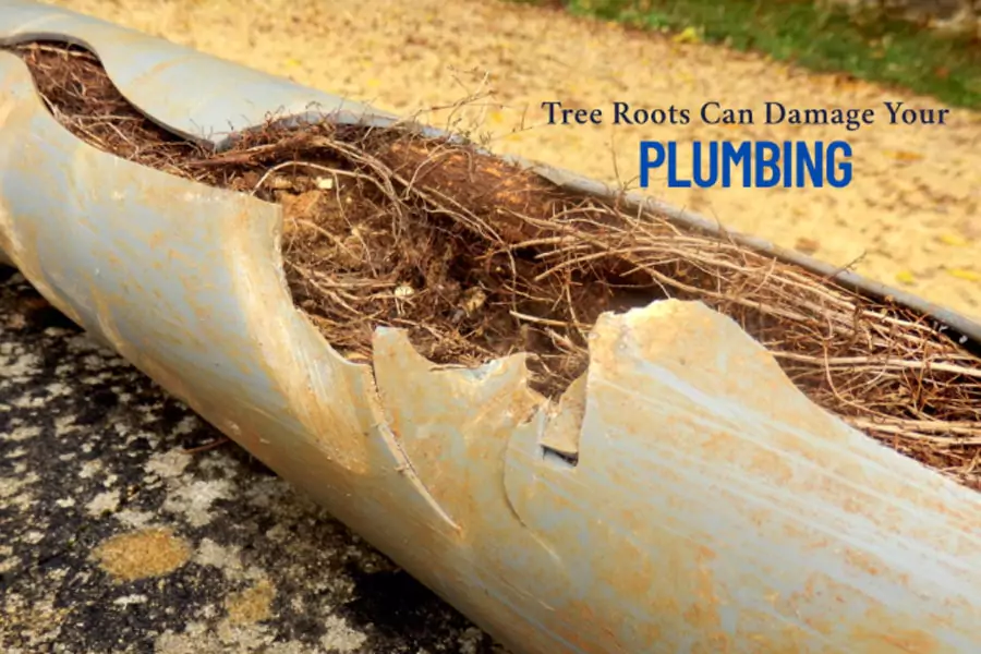 Tree Roots Damage Plumbing
