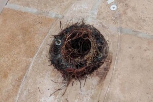 Clogged shower drain
